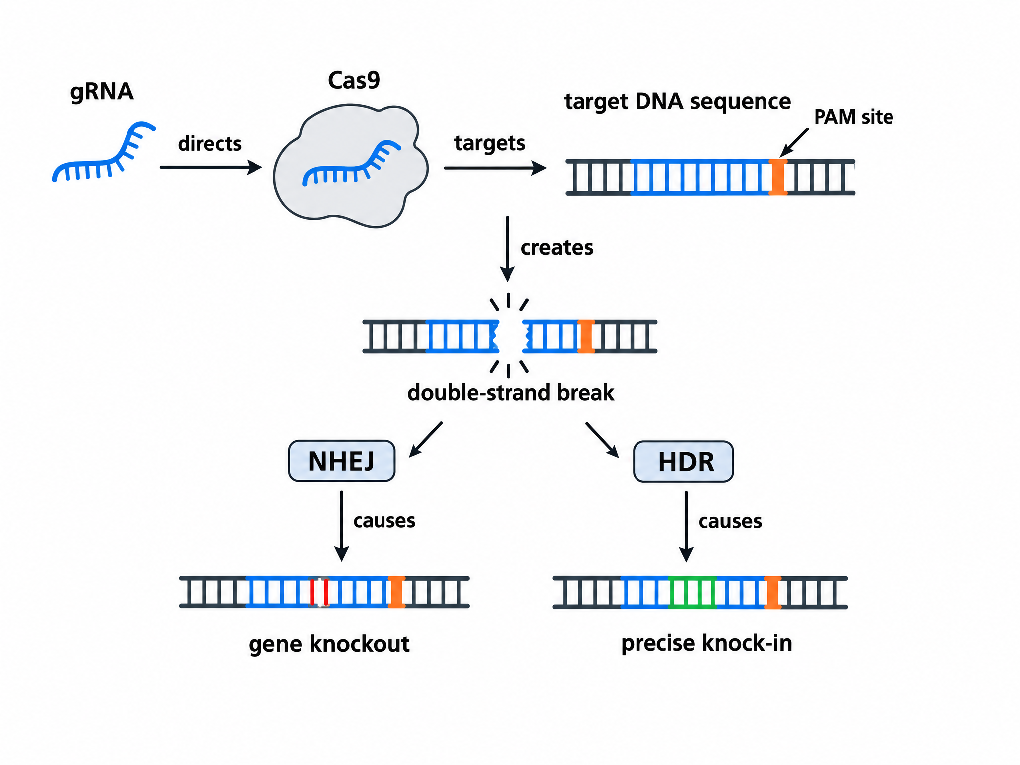 Generated CRISPR-Cas9 mechanism diagram showing targeting, cleavage and repair outcomes