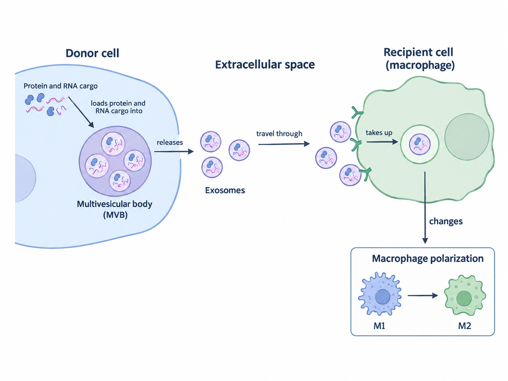 Generated exosome communication diagram from donor cell loading to recipient cell effect