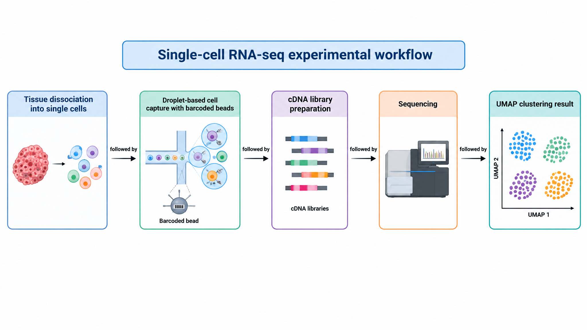 Generated single-cell RNA-seq workflow from dissociation to UMAP clustering
